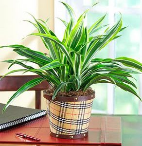 CÂY ĐẠI TỨ LAN