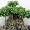CÂY SANH DÁNG BONSAI
